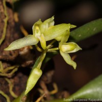 <i>Bulbophyllum tricarinatum</i>  Petch